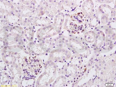 平足蛋白/淋巴管内皮细胞蛋白抗体