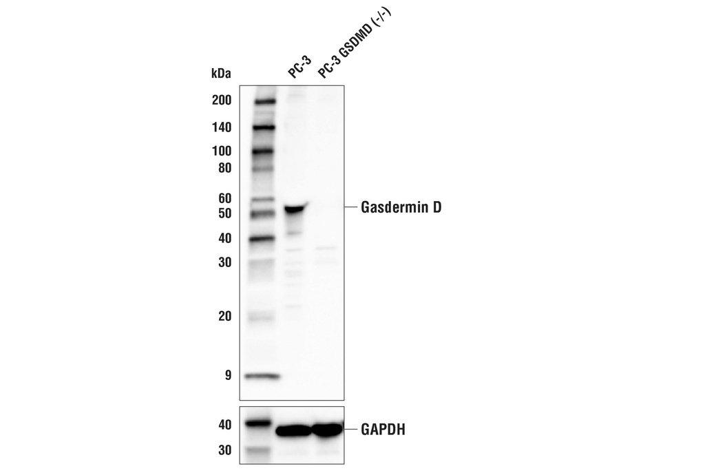 Gasdermin D (E8G3F) Rabbit mAb