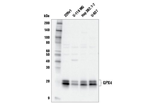 GPX4 Antibody