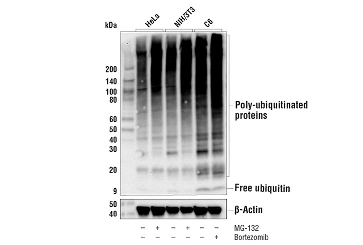 Ubiquitin (P37) Antibody