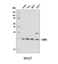 Cell Cycle Regulation Antibody Sampler Kit
