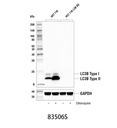 LC3B (E5Q2K) Mouse mAb