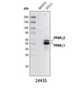 PPARγ (81B8) Rabbit mAb