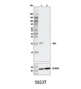 Bax (D2E11) Rabbit mAb