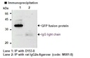 Anti-GFP (Green Fluorescent Protein) mAb-Agarose