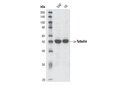 α-Tubulin Antibody