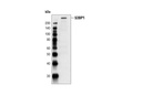 53BP1 Antibody