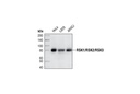 RSK1/RSK2/RSK3 (32D7) Rabbit mAb