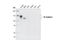 VE-Cadherin Antibody