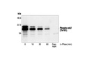 Phospho-cdc2 (Thr161) Antibody