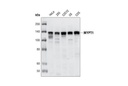 MYPT1 Antibody