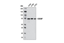 CD2AP (A599) Antibody