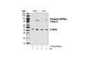Phospho-HSP90α (Thr5/7) Antibody