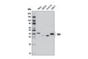 TBP Antibody