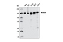 Calcium Ion Regulation Antibody Sampler Kit