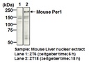 Anti-Per1 (Mouse) pAb