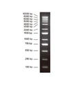 DNA分子量标准加强型 (1000bp)