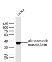 肌动蛋白a/a-SMA/a Actin抗体