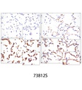 Hydroxyproline Antibody