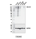 COL1A1 (E8F4L) XP Rabbit mAb