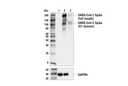 SARS-CoV-2 Spike Protein (RBD) (E2T6M) Mouse mAb