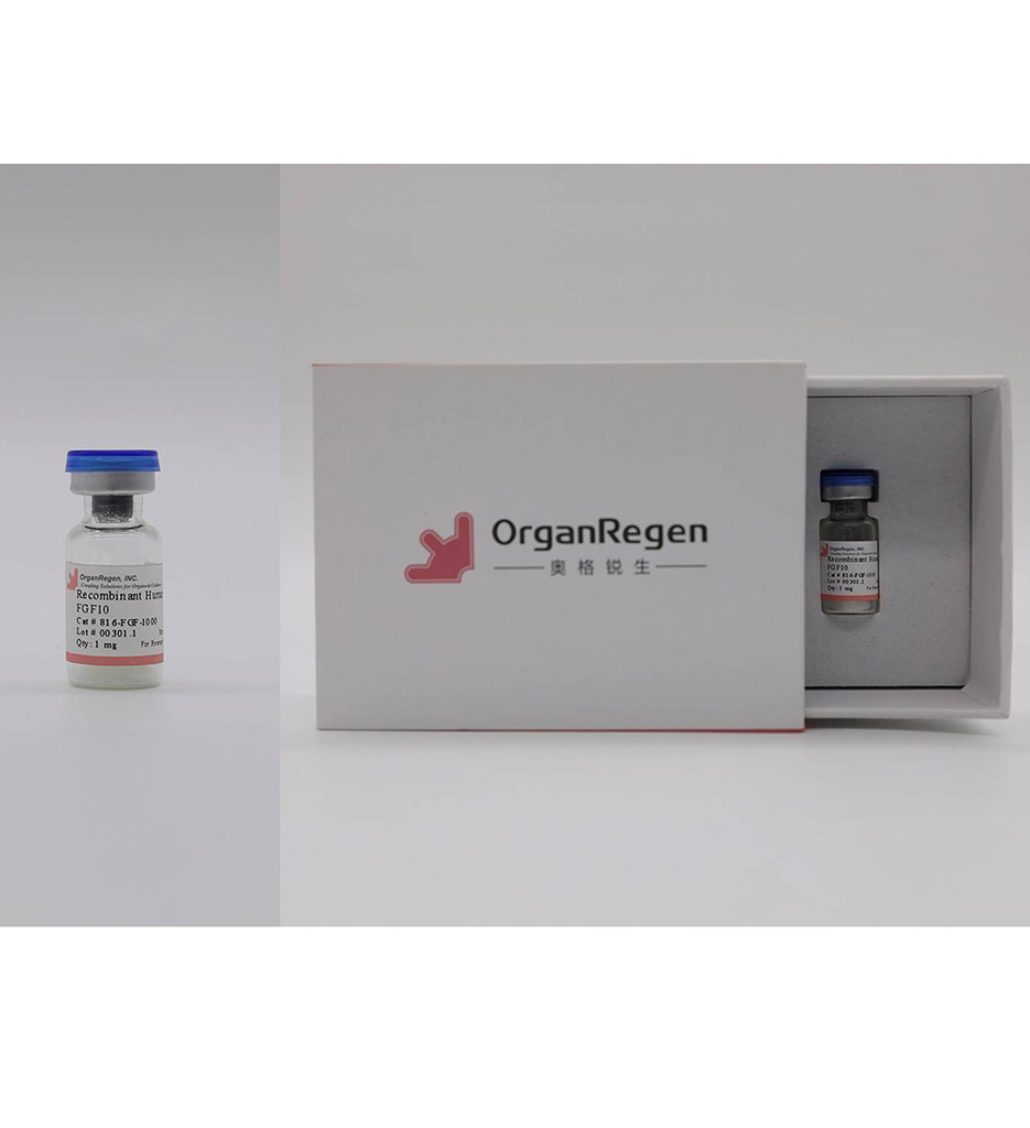 Recombinant Human FGF10