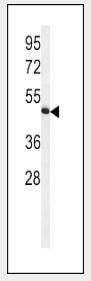 Rabbit Anti-HVCN1 (N-term)