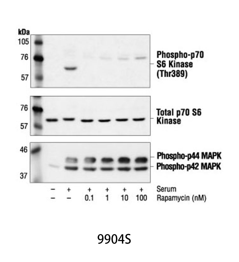 Rapamycin