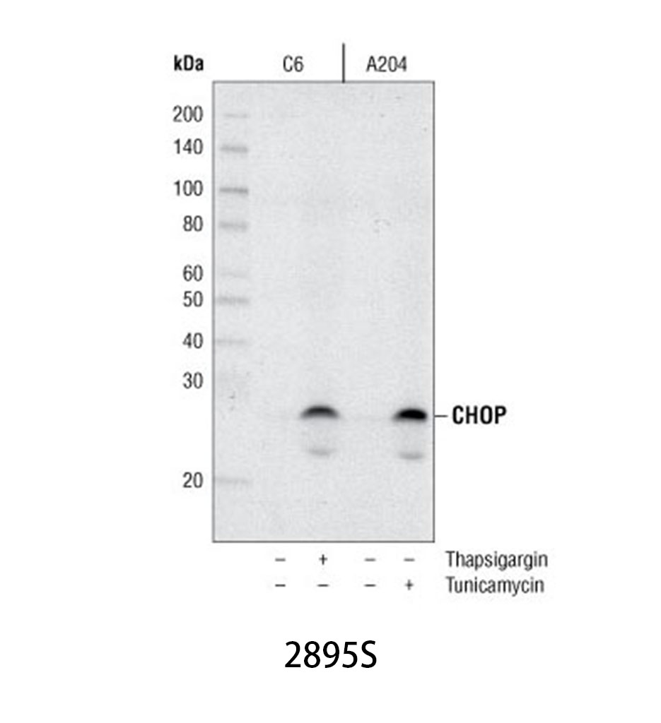 CHOP (L63F7) Mouse mAb