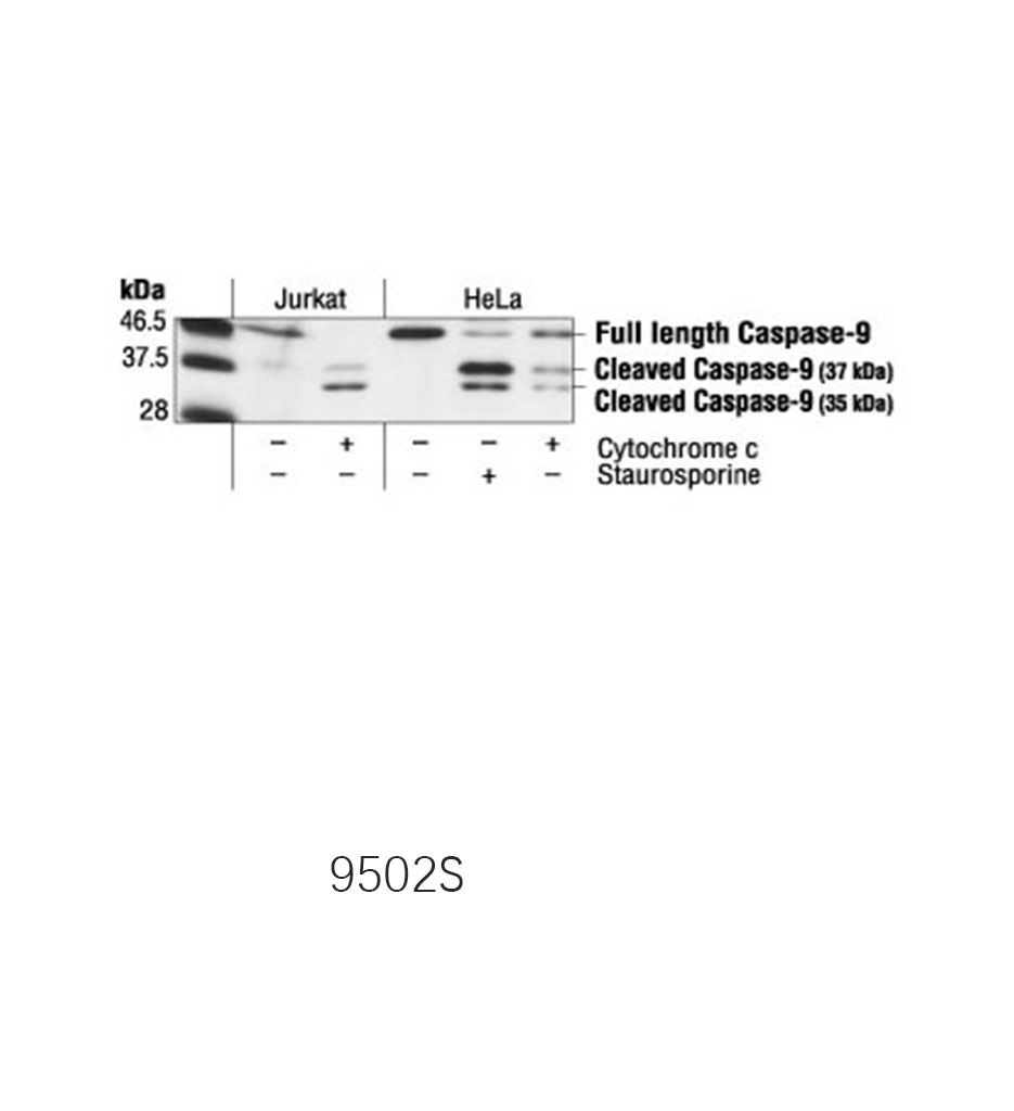Caspase-9 Antibody (Human Specific)