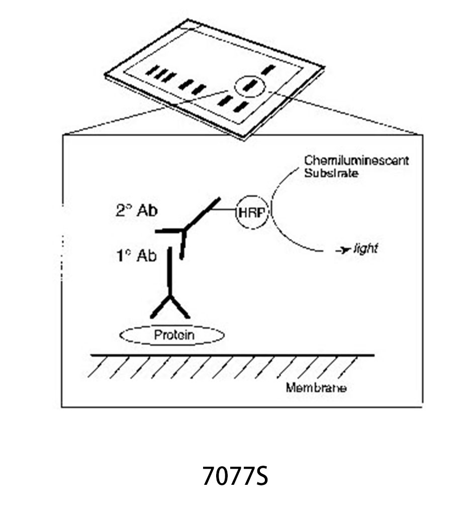 Anti-rat IgG HRP-linked Antibody