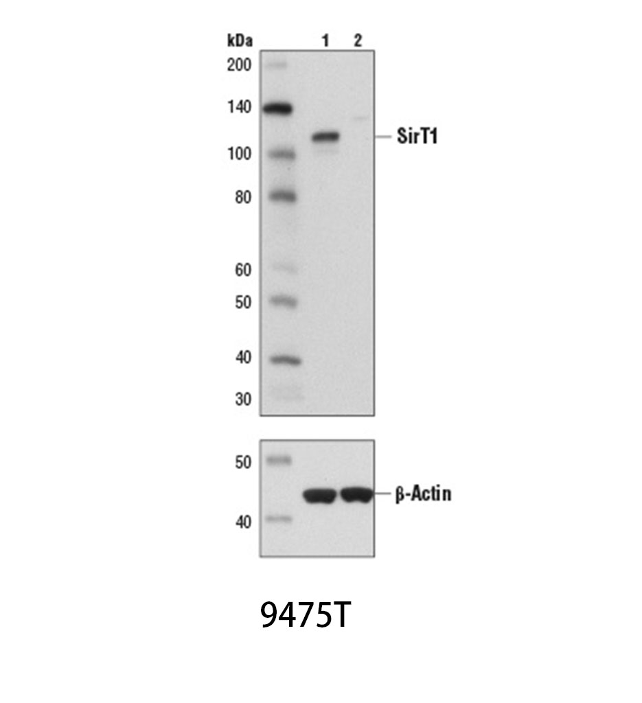 SirT1 (D1D7) Rabbit mAb