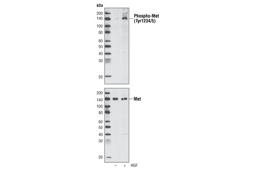 Phospho-Met (Tyr1234/1235) (D26) XP Rabbit mAb