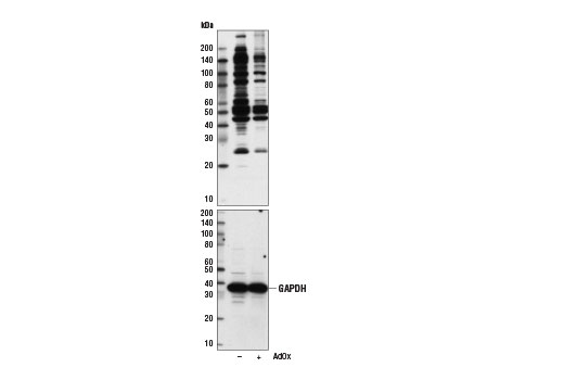 Asymmetric Di-Methyl Arginine Motif [adme-R] MultiMab Rabbit mAb mix
