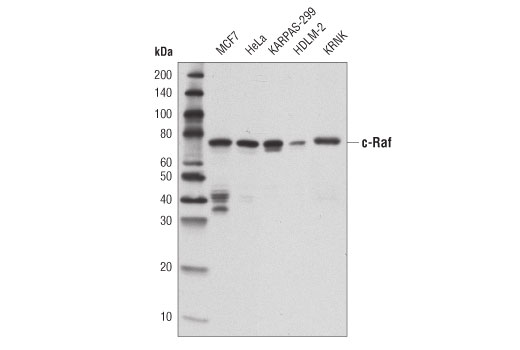 c-Raf (D4B3J) Rabbit mAb