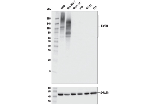 F4/80 (D2S9R) XP Rabbit mAb