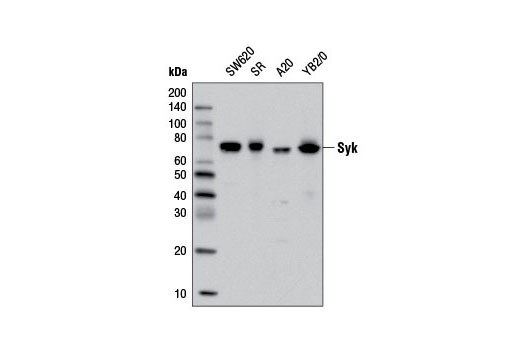 Syk (D3Z1E) XP Rabbit mAb
