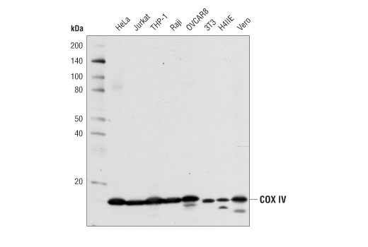 COX IV (4D11-B3-E8) Mouse mAb