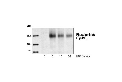 Phospho-TrkA (Tyr490) Antibody