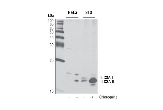LC3A (D50G8) XP Rabbit mAb