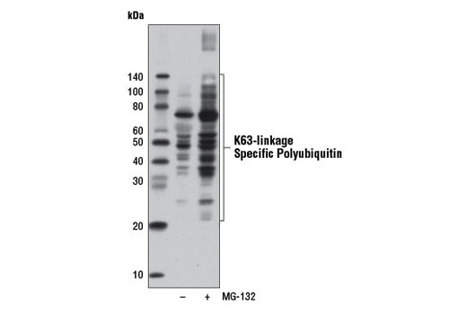 K63-linkage Specific Polyubiquitin (D7A11) Rabbit mAb (HRP Conjugate)