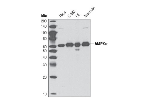 AMPKα (D63G4) Rabbit mAb