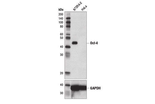 Oct-4 (D7O5Z) Mouse mAb