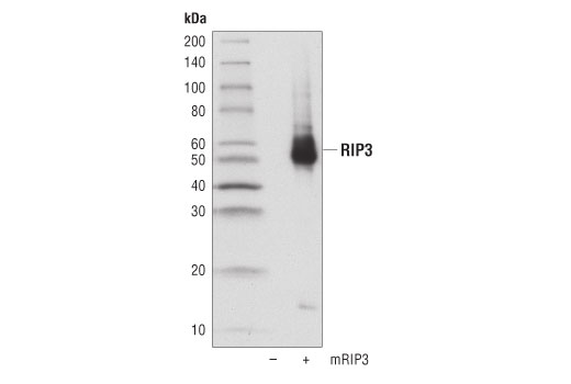 RIP3 (D8J3L) Rabbit mAb