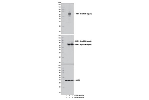 PKM1 (D30G6) XPRabbit mAb