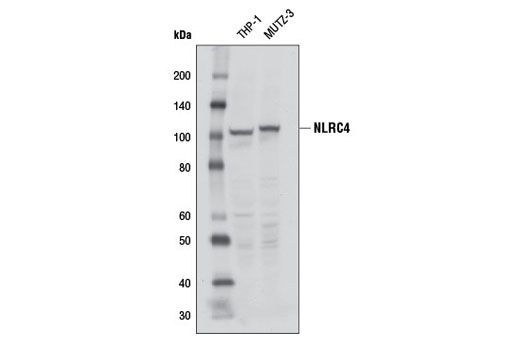 NLRC4 (D5Y8E) Rabbit mAb