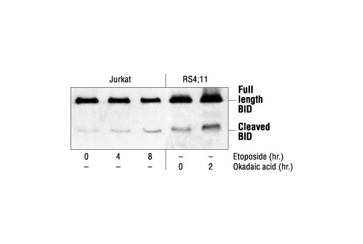 BID Antibody (Human Specific)
