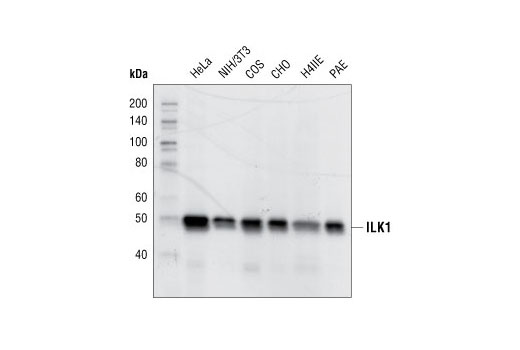ILK1 (4G9) Rabbit mAb