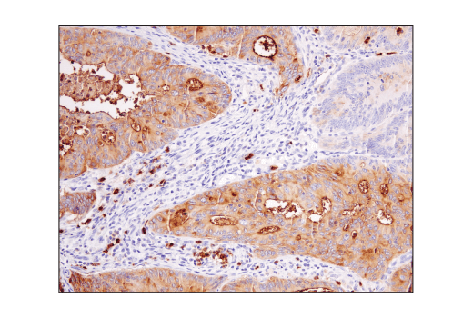CD15/SSEA1 (MC480) Mouse mAb