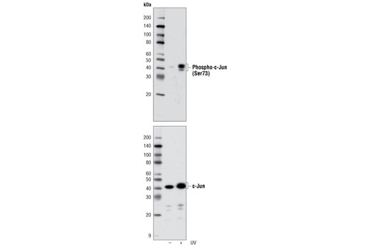 c-Jun Control Cell Extracts